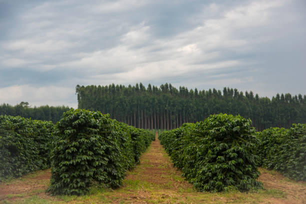 Lush Coffee farm over a hill in Minas Gerais State,  Brazil.