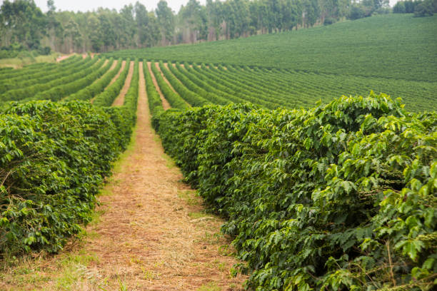 istock Coffee plantation in Minas Gerais-Brazil 639208480