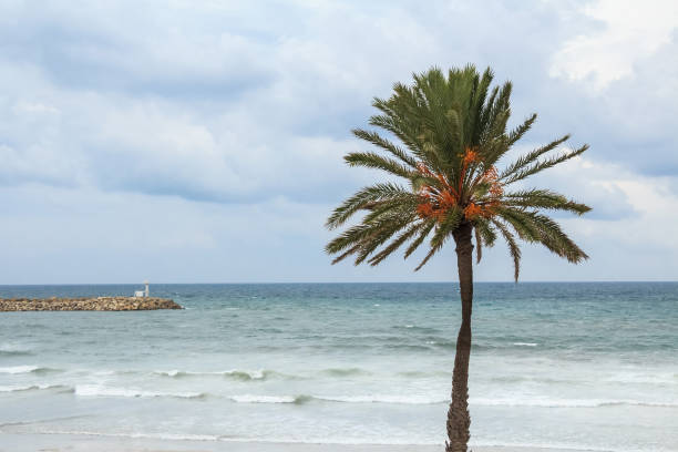 Empty beach with wooden gazebos on a sunny winter day in Tel Aviv, Israel