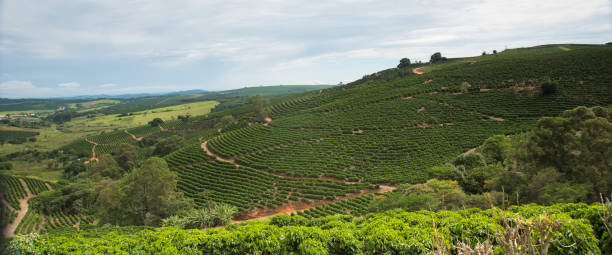istock Coffee plantation over 1100m in Brazil 639210324