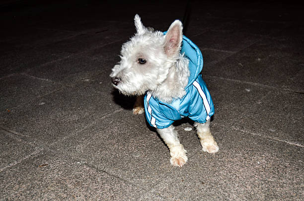 istock Dog on the street 639210976