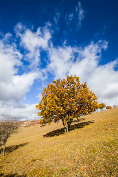 istock In autumn, trees on the hillside 639213370