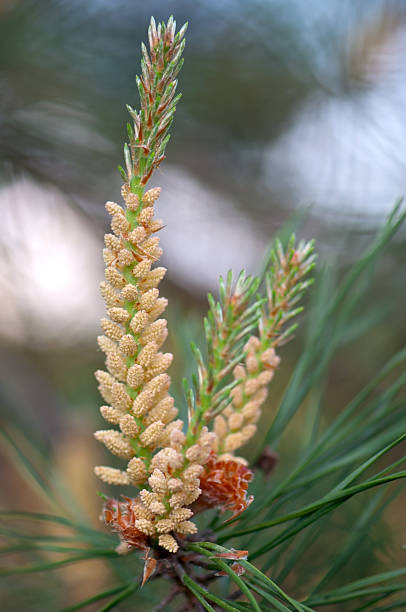 istock Flowering inflorescence pine plants 639219498