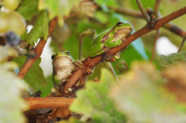 istock European tree frogs on grapevine 639220024