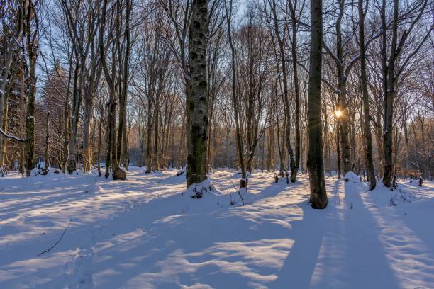istock Rays of the sun fall on the branches of tree. 639222274