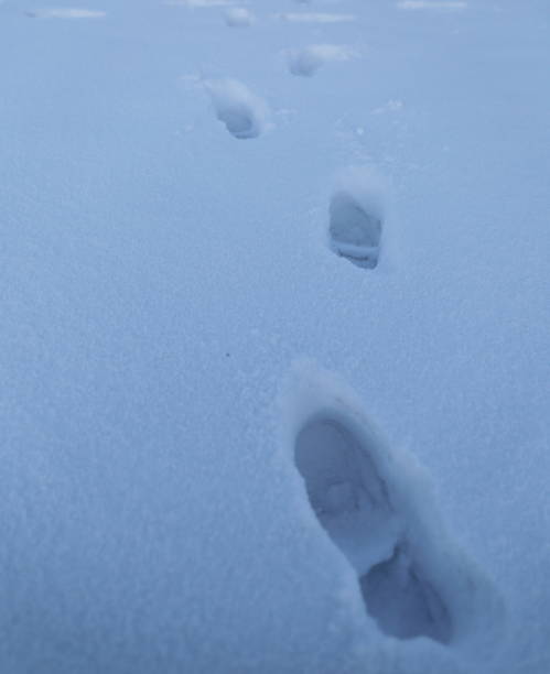 istock Footprints in the snow field 639222370