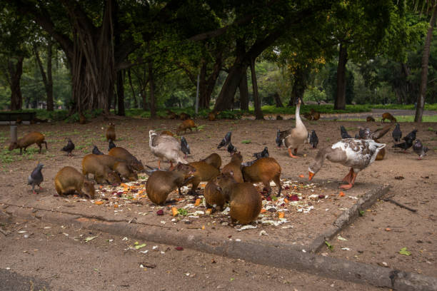 кормление диких животных в парке - agouti стоковые фото и изображения