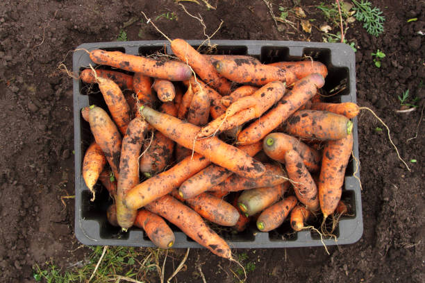 Fresh carrots in the box. stock photo