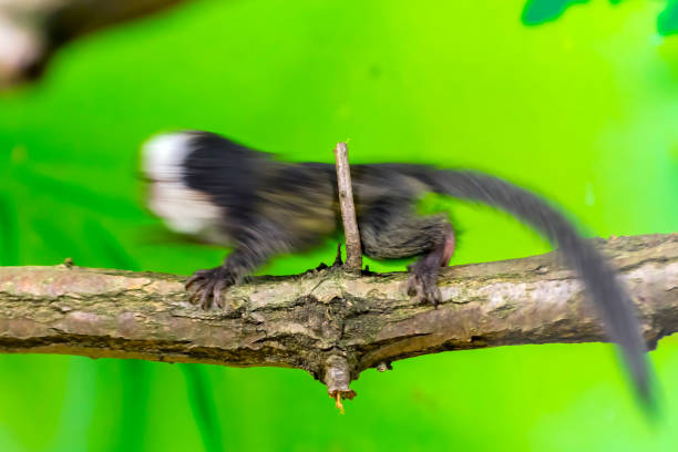 White-headed or Geoffroy's marmoset (Callithrix geoffroyi) baby is moving