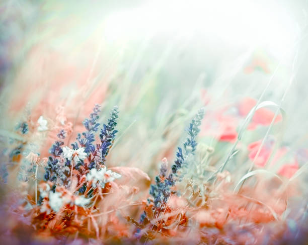 istock Different wild flowers in a flowering meadow 639223378