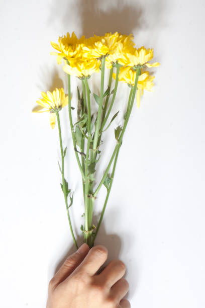 istock Hand with beautiful flowers on white background with  Art filter. 639223722