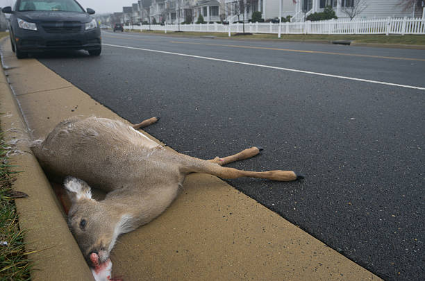 Deer overpopulation in suburban America