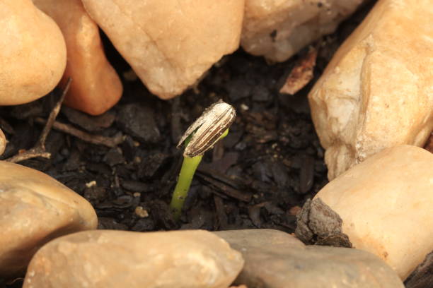 istock Green sprout growing from seed in soil surrounded by stones. 639223942