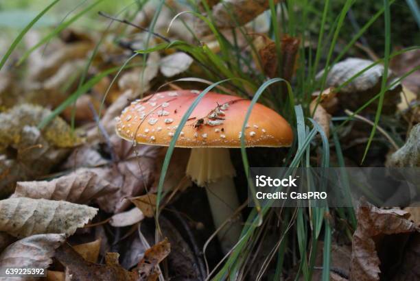 Mushroom Fly Agaric Stock Photo - Download Image Now - Autumn, Backgrounds, Beauty