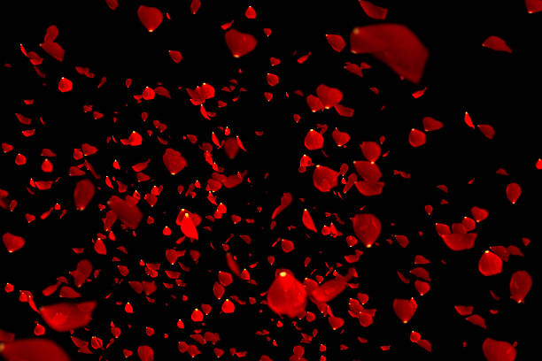 istock red colorful petals rose flying on black background 639225396