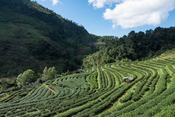 istock step Tea plantation with a shelter 639225652