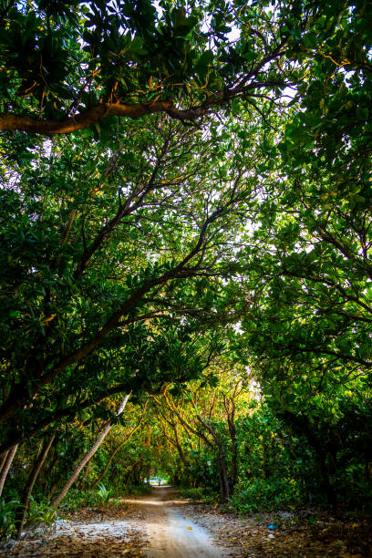 istock Road in the trees 639226038