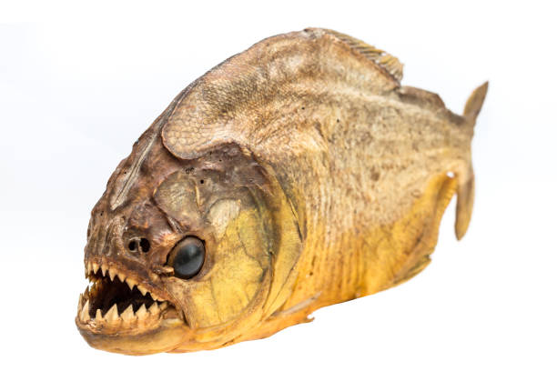 istock Piranha fish on isolated with white background 639228008
