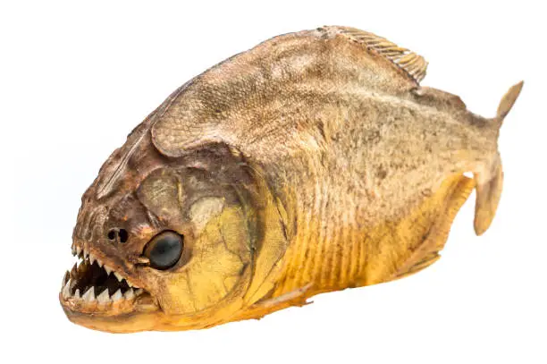 Photo of Piranha fish on isolated with white background