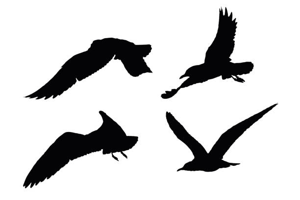 Seagull Silhouettes on the white background