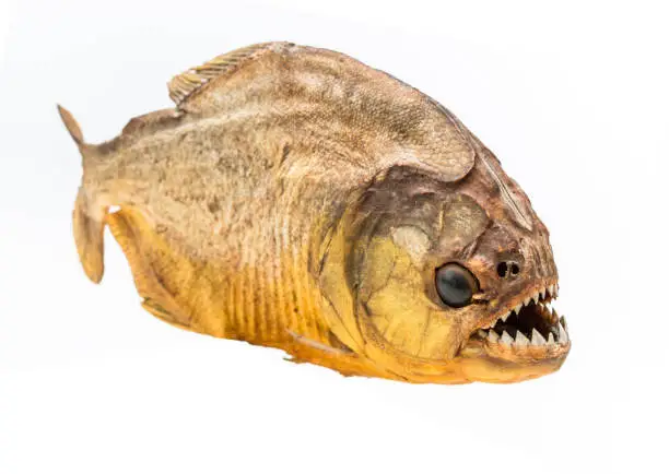 Photo of Piranha fish on isolated with white background
