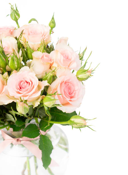 istock Violet blooming roses 639228422