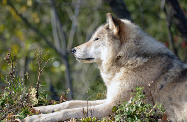 istock Rest of the wolf 639228866