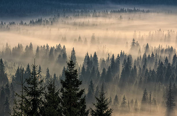 istock coniferous forest in foggy mountains 639231362