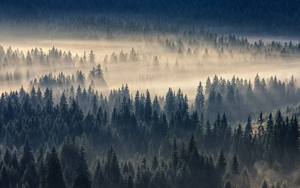 istock coniferous forest in foggy mountains 639233772