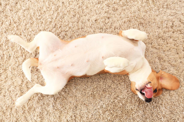 istock Dog rest on carpet on his back 639234510