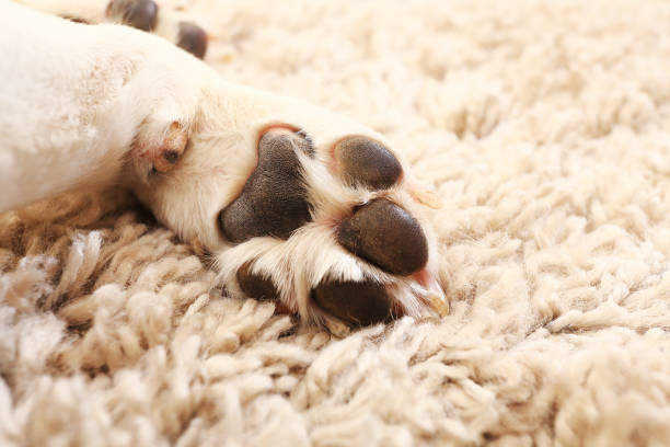 Macro of white dog paw Dog paw close-up. White beagle paw on carpet. Macro of white dog paw. animal hand stock pictures, royalty-free photos & images