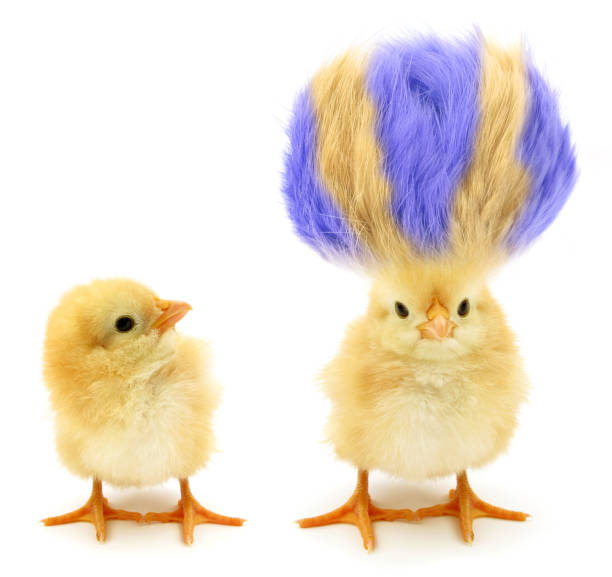 dos polluelos uno loco con el pelo aún más loco - pollo fotos fotografías e imágenes de stock