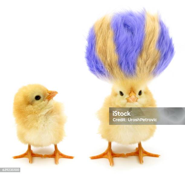 Two Chicks One Crazy With Even Crazier Hair Stock Photo - Download Image Now - Bizarre, Humor, Animal