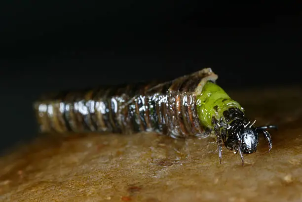 Image of a Log-cabin building Caddisfly larvae photographer near Summit, Utah.