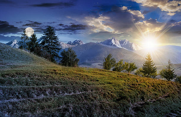 istock spruce forest on grassy hillside in tatras 639236124