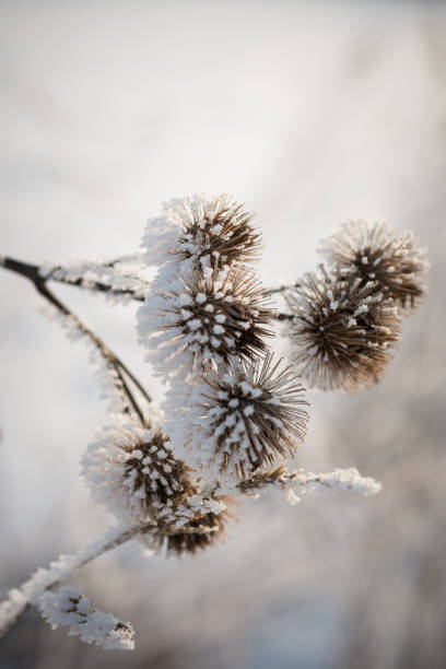 istock winterwonderland 639236458