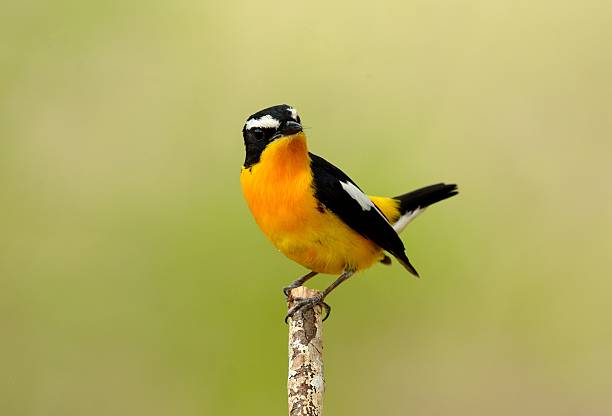 istock male Yellow-rumped Flycatcher 639236560