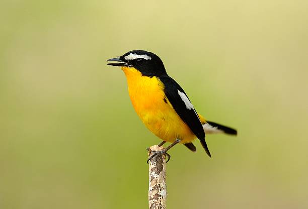 istock male Yellow-rumped Flycatcher 639236886