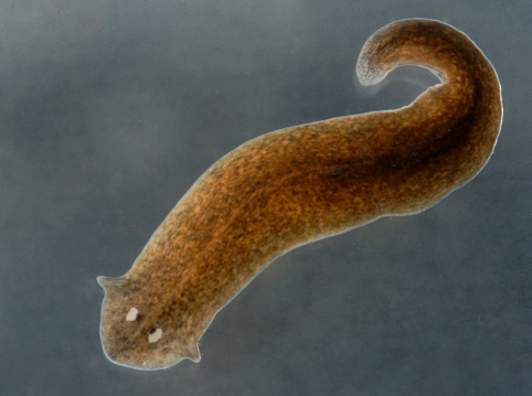 Phylym Platyhelmenthes or flat worms.