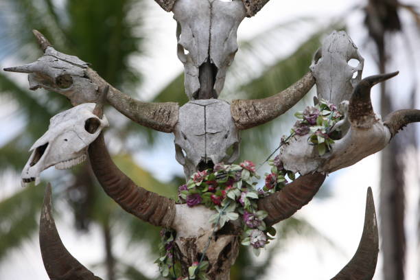 istock ASIA EAST TIMOR TIMOR LESTE RACA GRAVEYARD 639237244