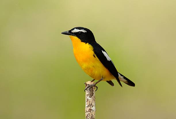 istock male Yellow-rumped Flycatcher 639237266