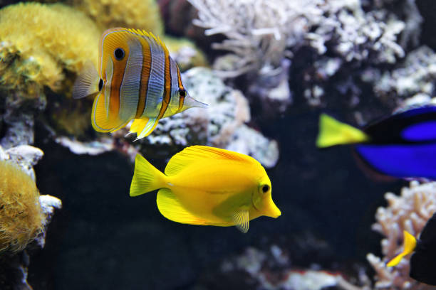istock Copperband Butterflyfish and Yellow tang 639237786