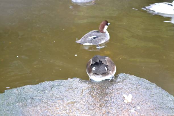 istock duck about to dive into water 639239218