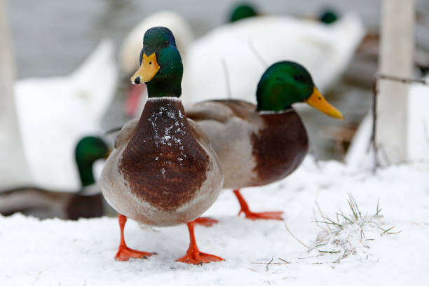 istock Ducks and swans on frozen lake 639239358