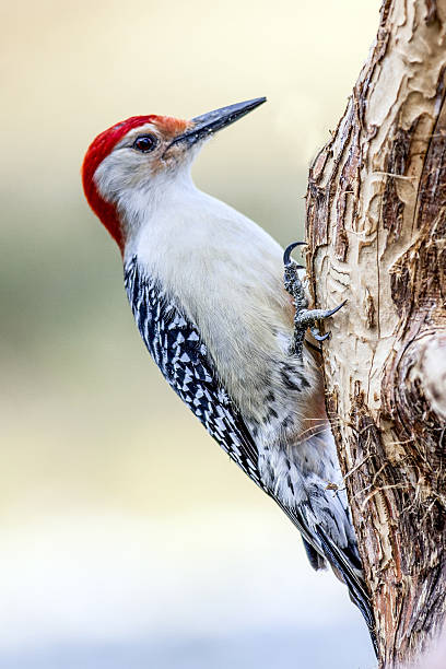 istock Red-headed Woodpecker (2) 639239368