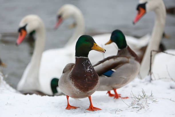 istock Ducks and swans on frozen lake 639239406