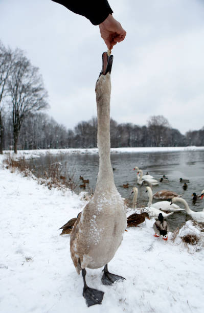 istock Hand feeding swan at winter 639239660