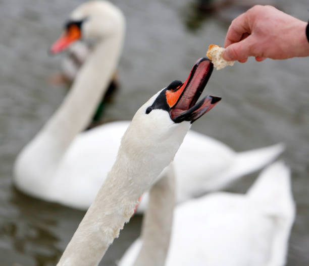 istock Hand feeding swan at winter 639239722