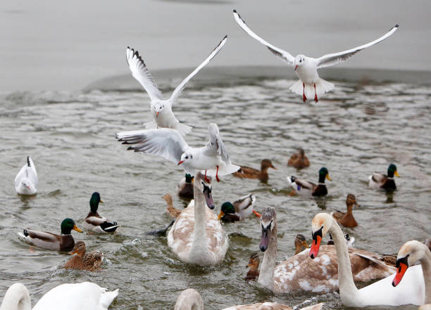 istock Swans, ducks and seagulls on frozen lake 639240124