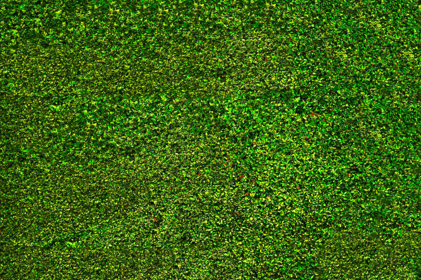 istock Green grass bush leaves 639240138